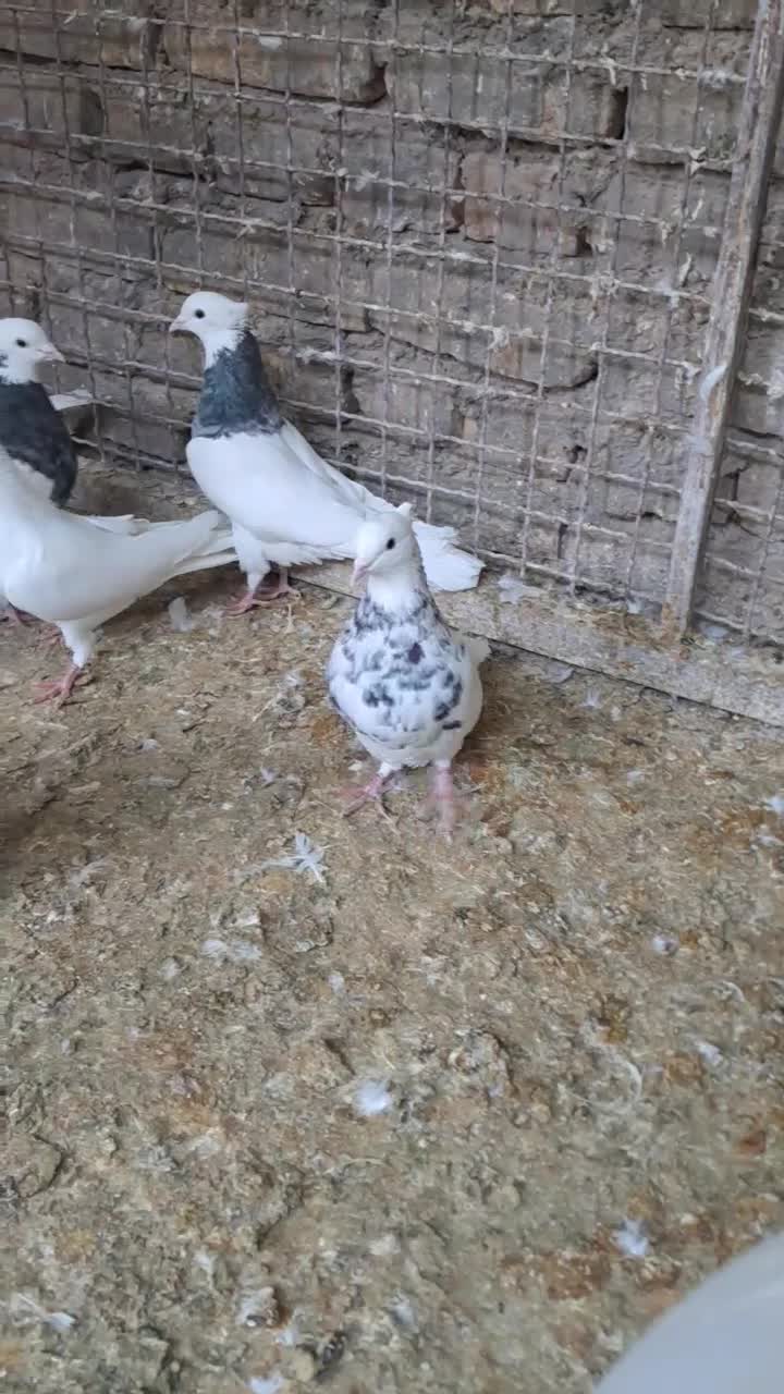 طوقی آجری .الماسی .شکلاتی|پرنده|زارچ, |دیوار