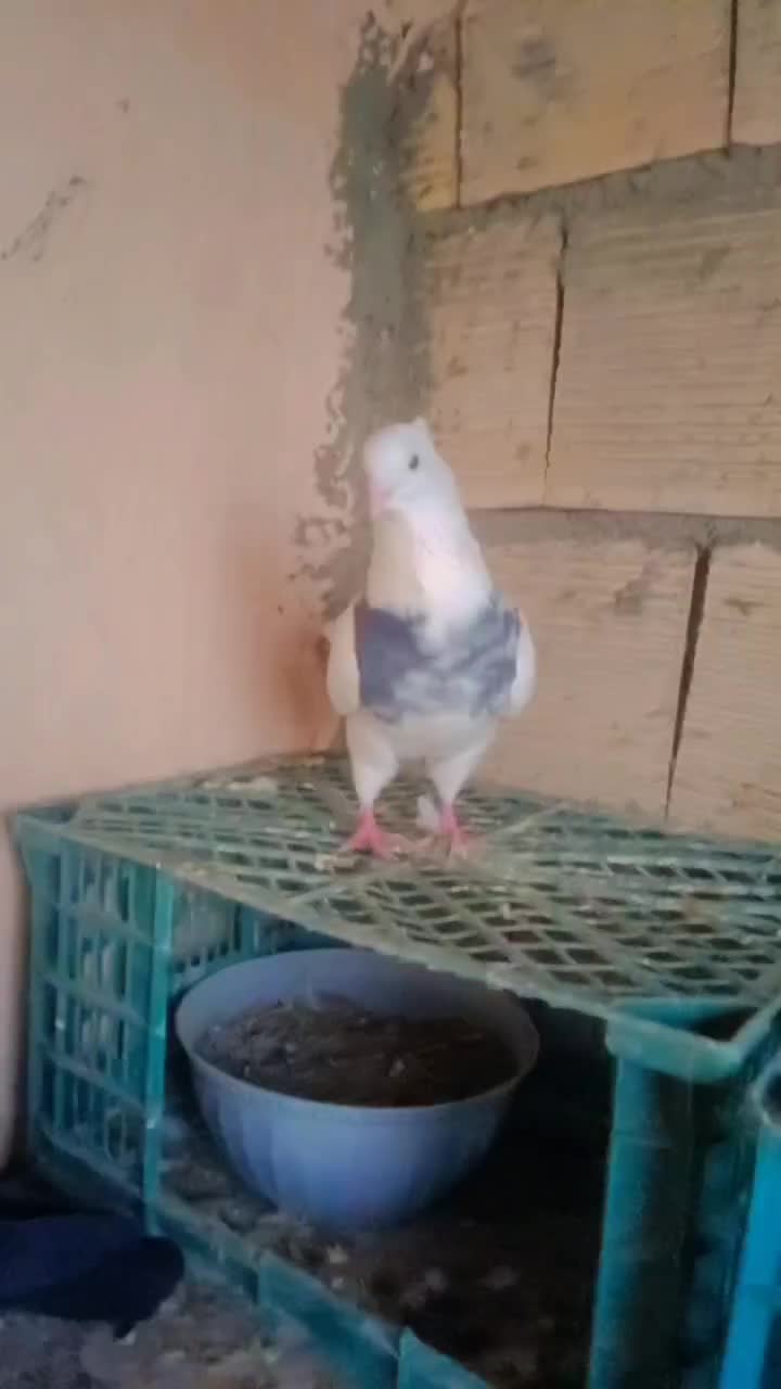 کبوتر طوقی|پرنده|مریوان, |دیوار