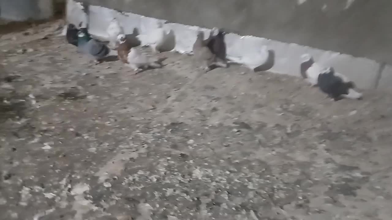 کفتر گرفتنی پرشی توپانچا|پرنده|میاندوآب, |دیوار