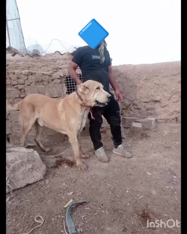 واگذاری سگ درشت|سگ|چهاردانگه (تهران), |دیوار