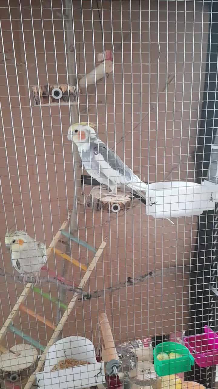 عروس هلندی مولد|پرنده|شیراز, غدیر شمالی|دیوار