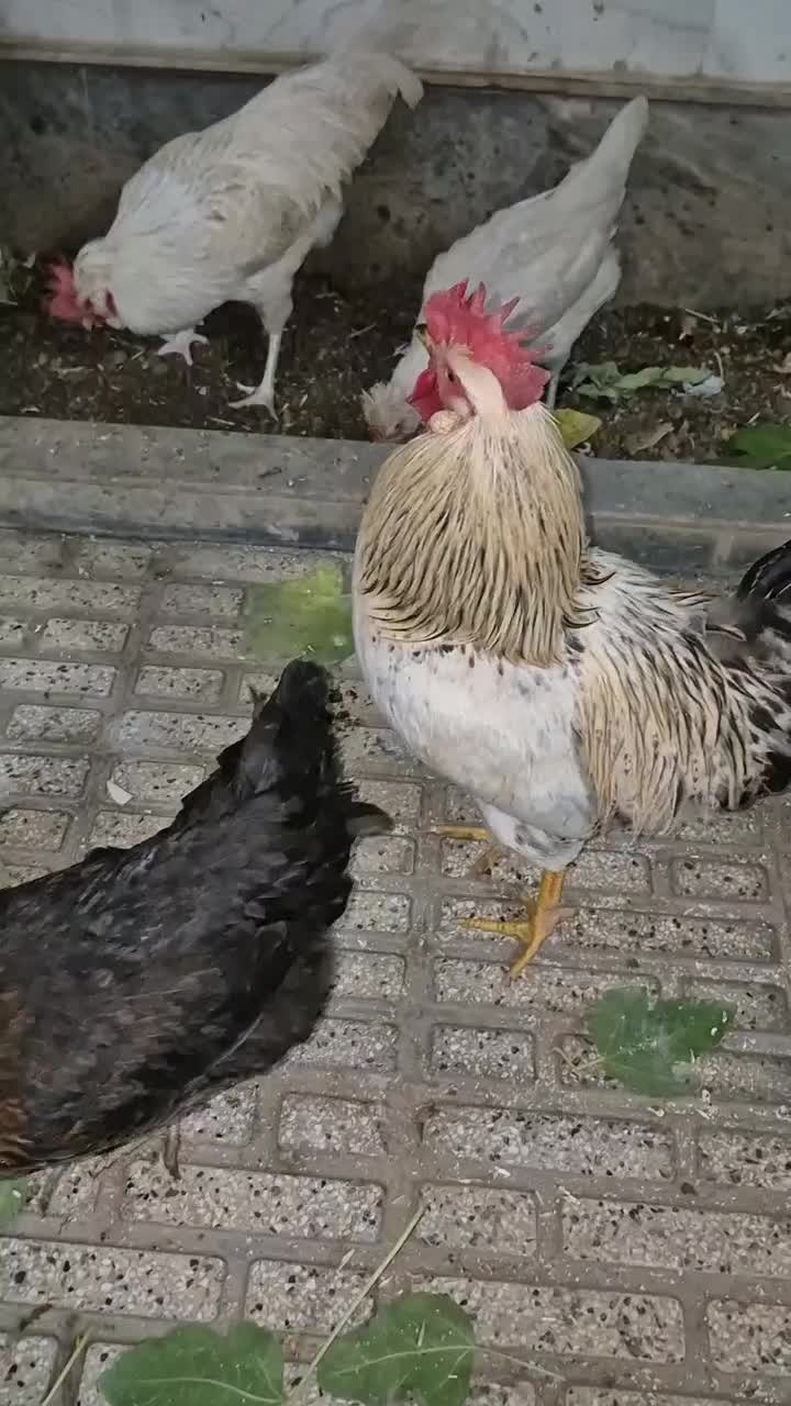 مرغ وخروس|حیوانات مزرعه|مرند, |دیوار