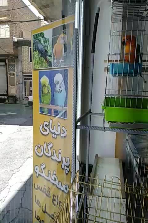 دنیای پرندگان سخنگو (تینا)|پرنده|بوکان, |دیوار