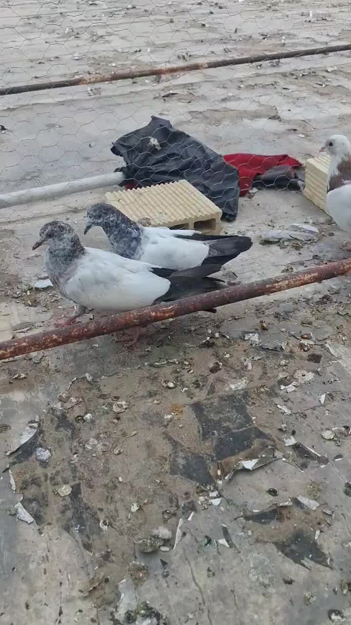 شیخ|پرنده|ایذه, |دیوار