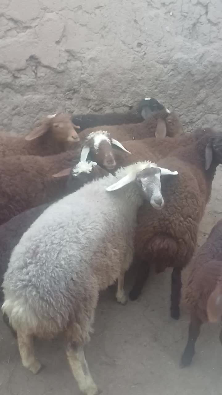 ۷راس بره دوبهر فروشی کیلویی|حیوانات مزرعه|کوراییم, |دیوار