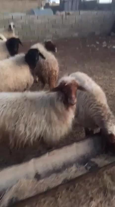 گوسفند فروش|حیوانات مزرعه|آبدانان, |دیوار