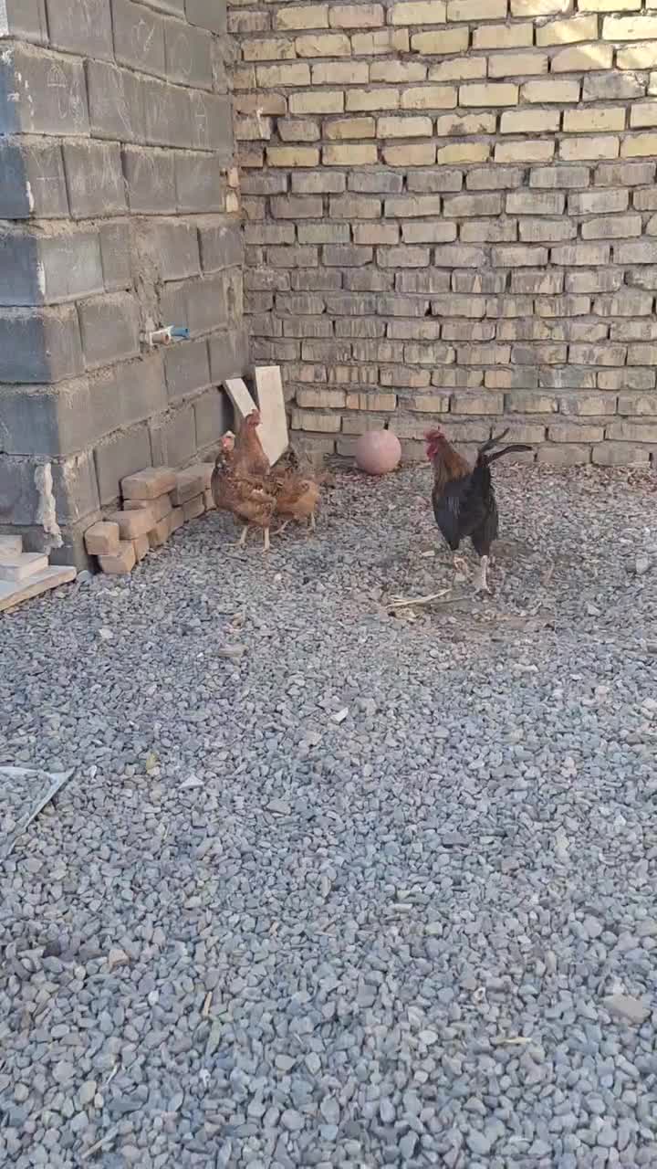 یک خروس جوان ودو مرغ تخم گذار|حیوانات مزرعه|قم, پردیسان|دیوار