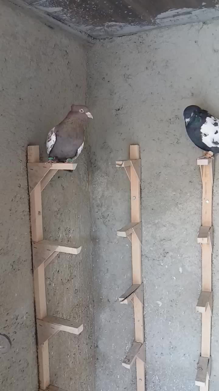 کفتر|پرنده|شیراز, سعدیه شمالی|دیوار