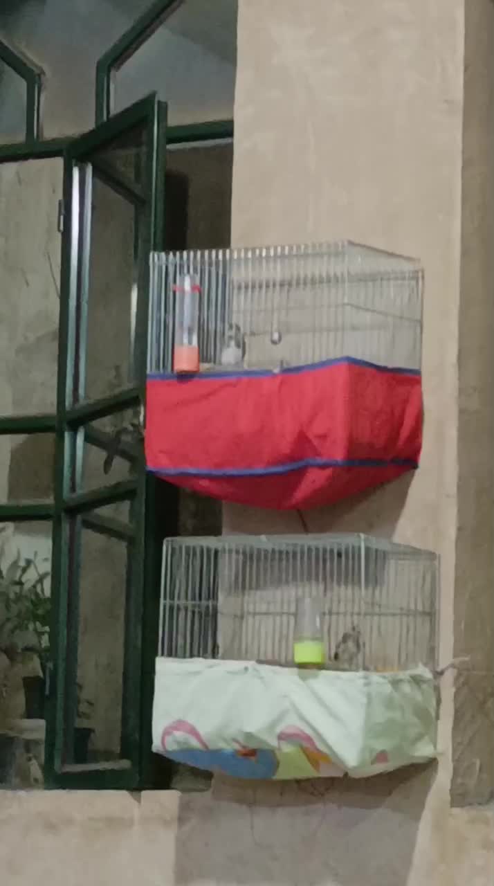 کرمونی|پرنده|مرودشت, ژیان|دیوار