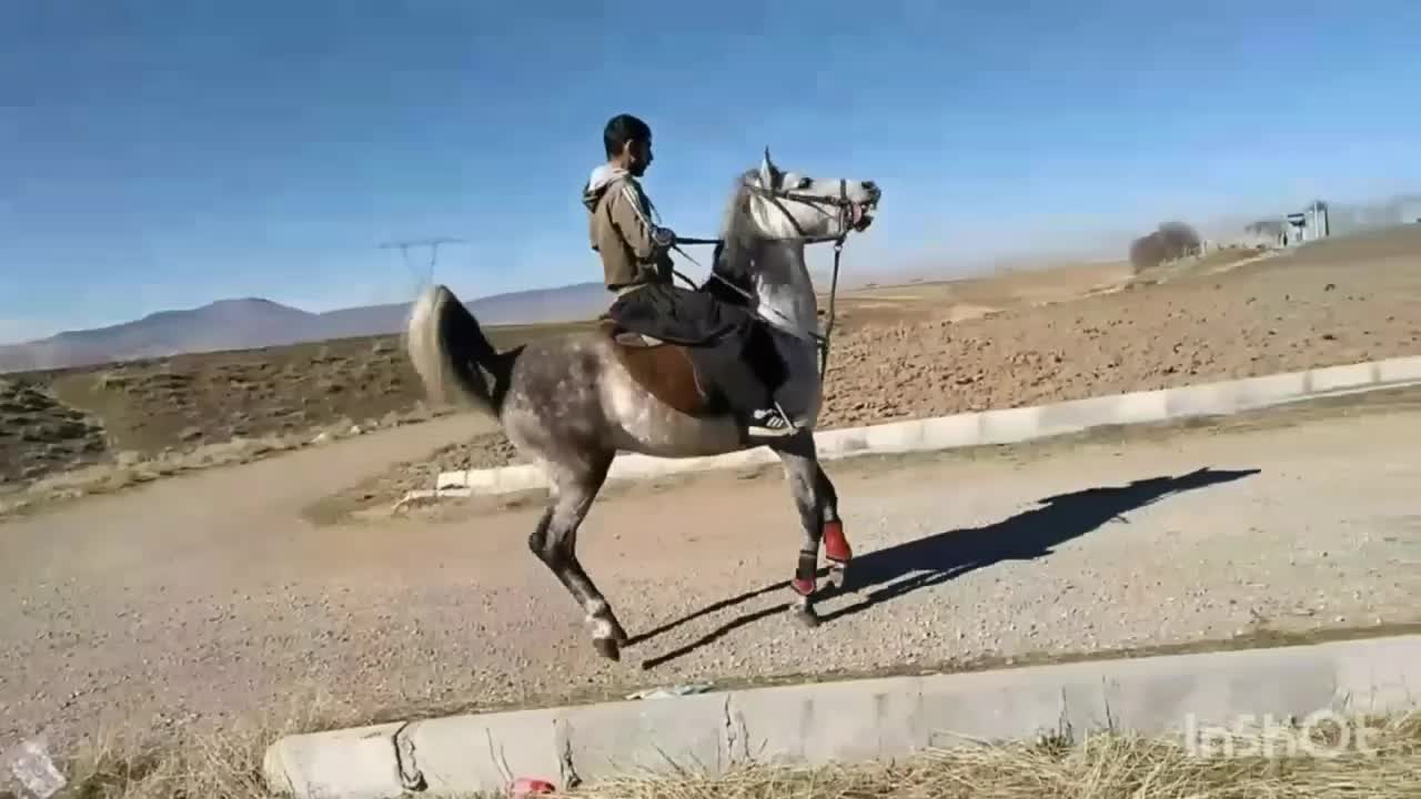 اسب|اسب و تجهیزات اسبسواری|ماهیدشت, |دیوار