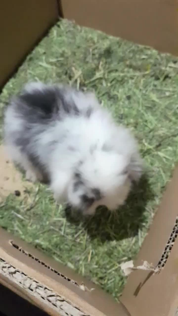 خرگوش لوپ|موش و خرگوش|شبانکاره, |دیوار