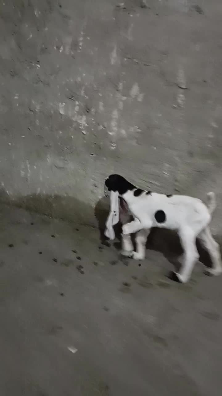 ۲ بز گلابی وکاموری اصل|حیوانات مزرعه|بروجرد, |دیوار