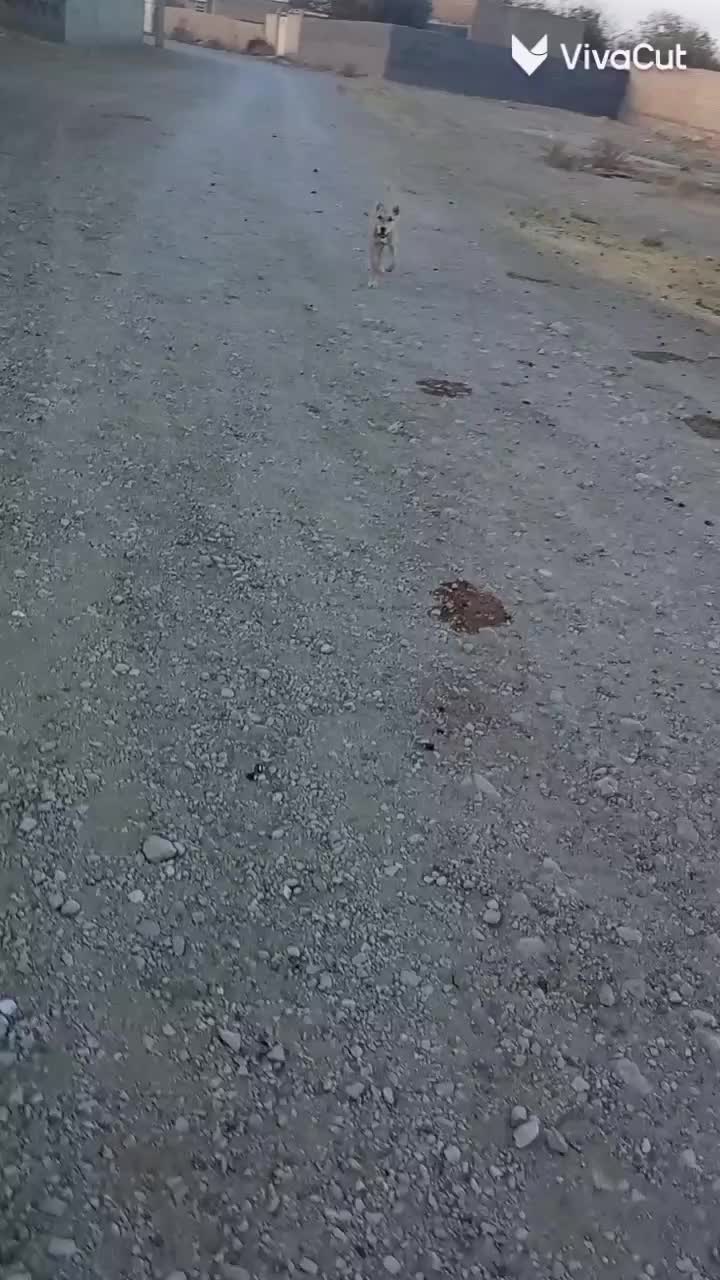 فروشی|سگ|چناران, |دیوار