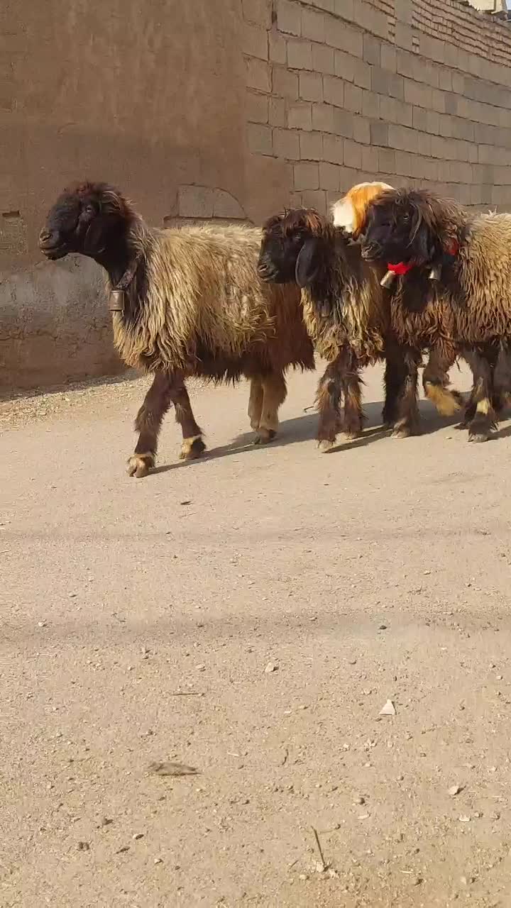 4راس میش سطح یک|حیوانات مزرعه|شوشتر, |دیوار