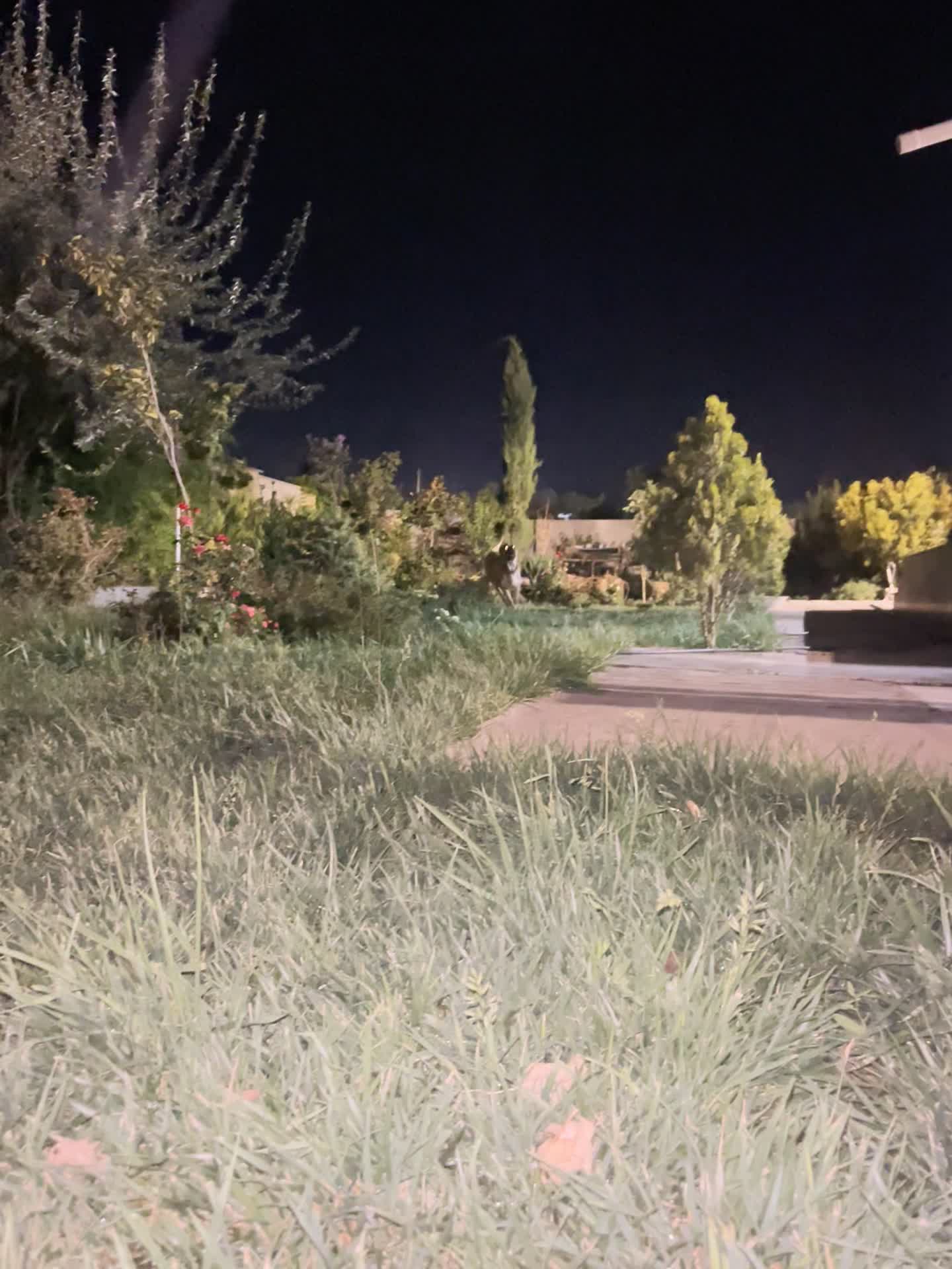 گمشده|حیوانات|کرج, جهان‌شهر|دیوار