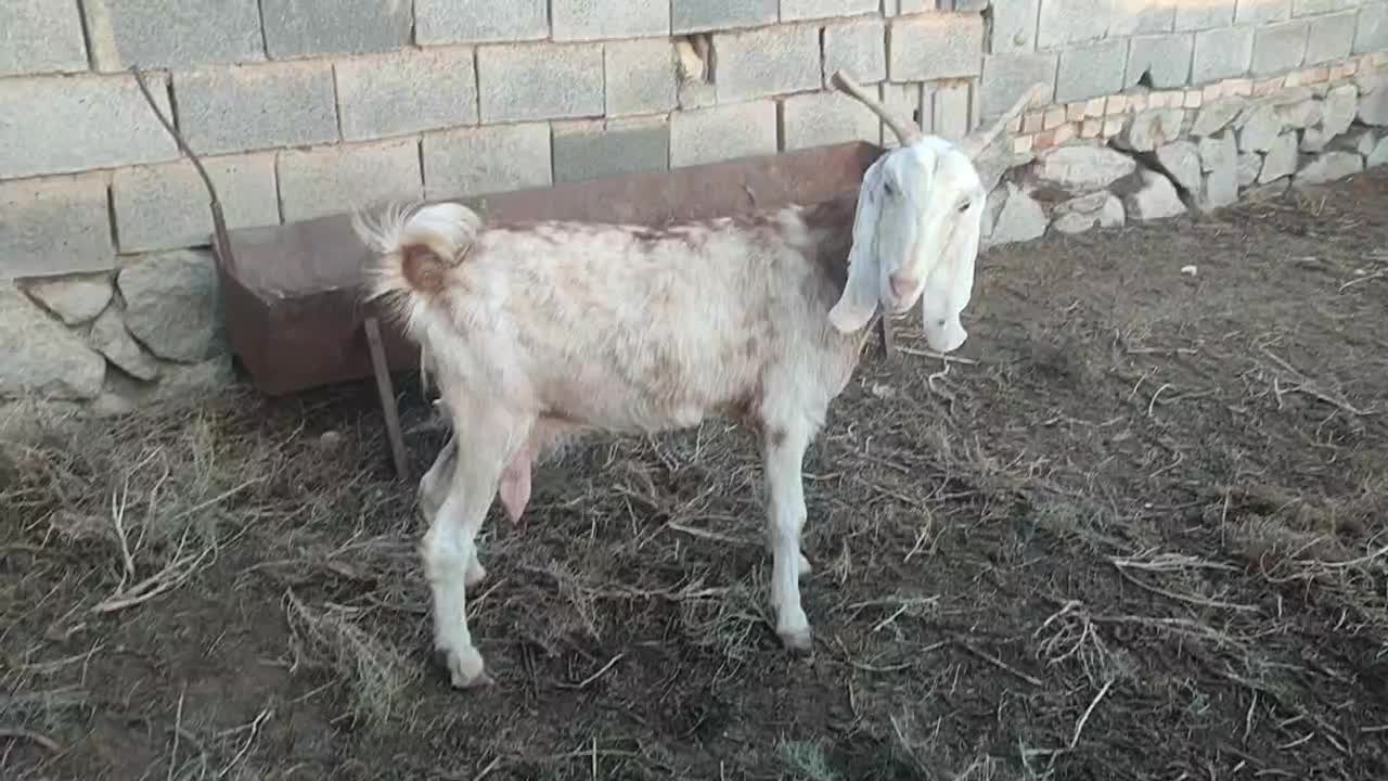 بز استاق|حیوانات مزرعه|بیرجند, |دیوار