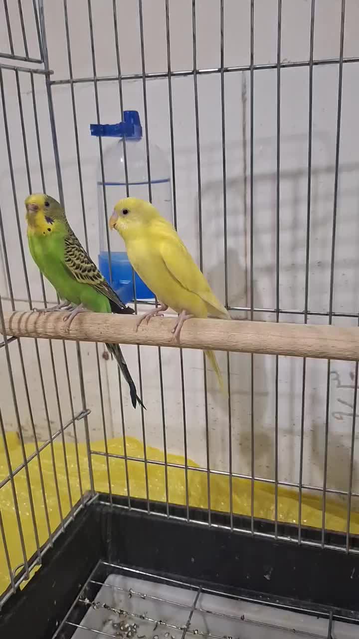 مرغ عشق مولد|پرنده|مریوان, |دیوار