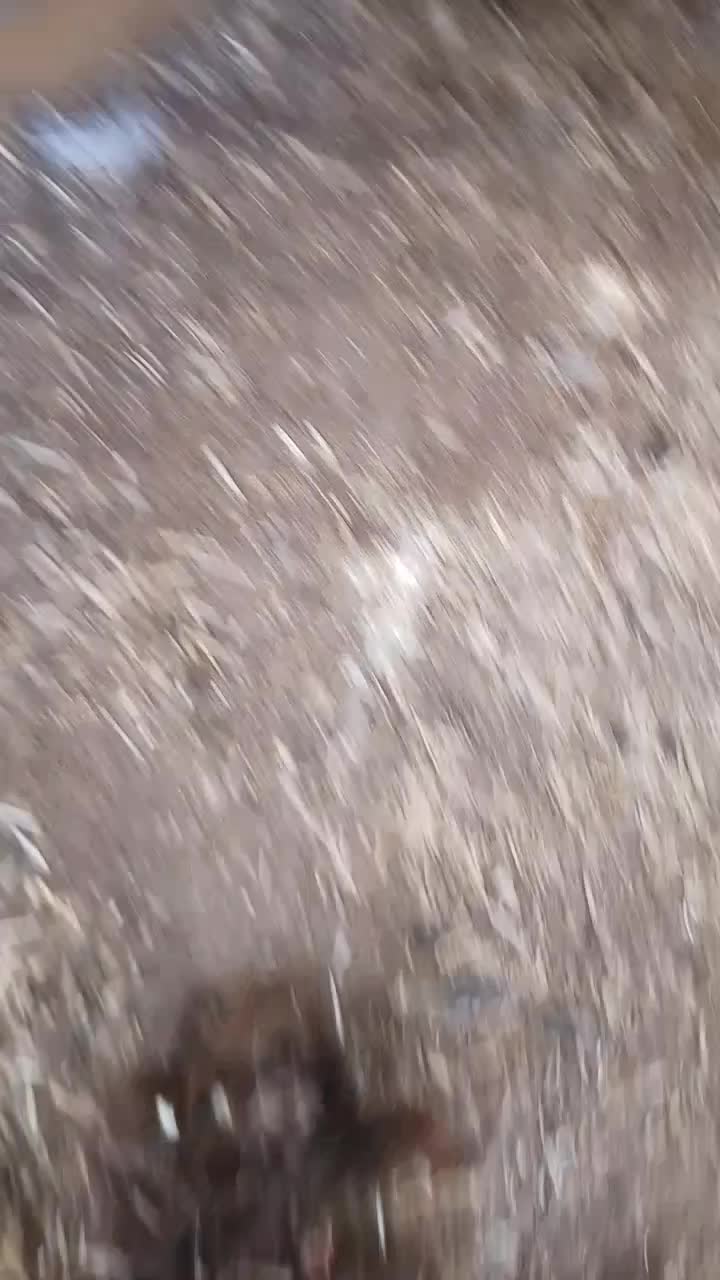 کوچوک نسل دار اینده دار|سگ|باخزر, |دیوار