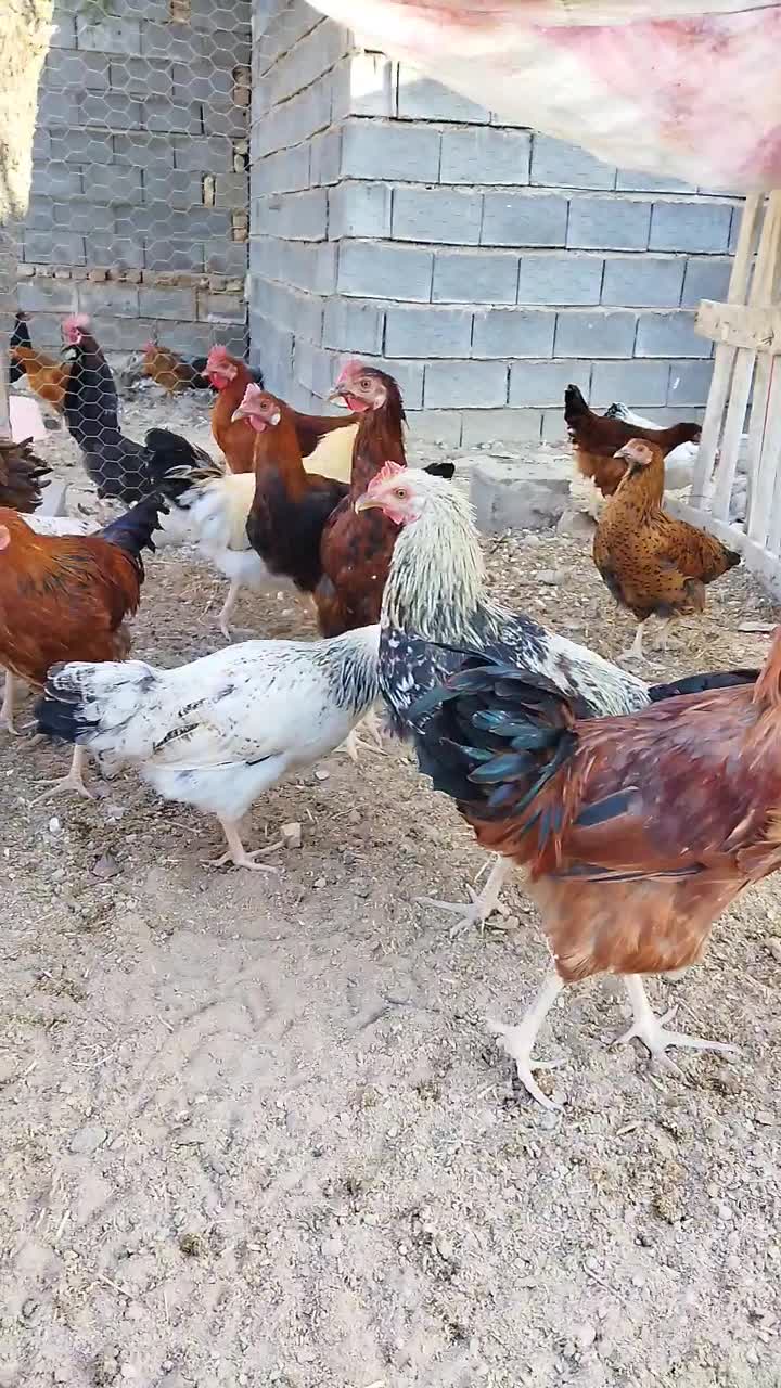 خروس محلی دو رگه|حیوانات مزرعه|مرودشت, بیست متری بیمارستان|دیوار