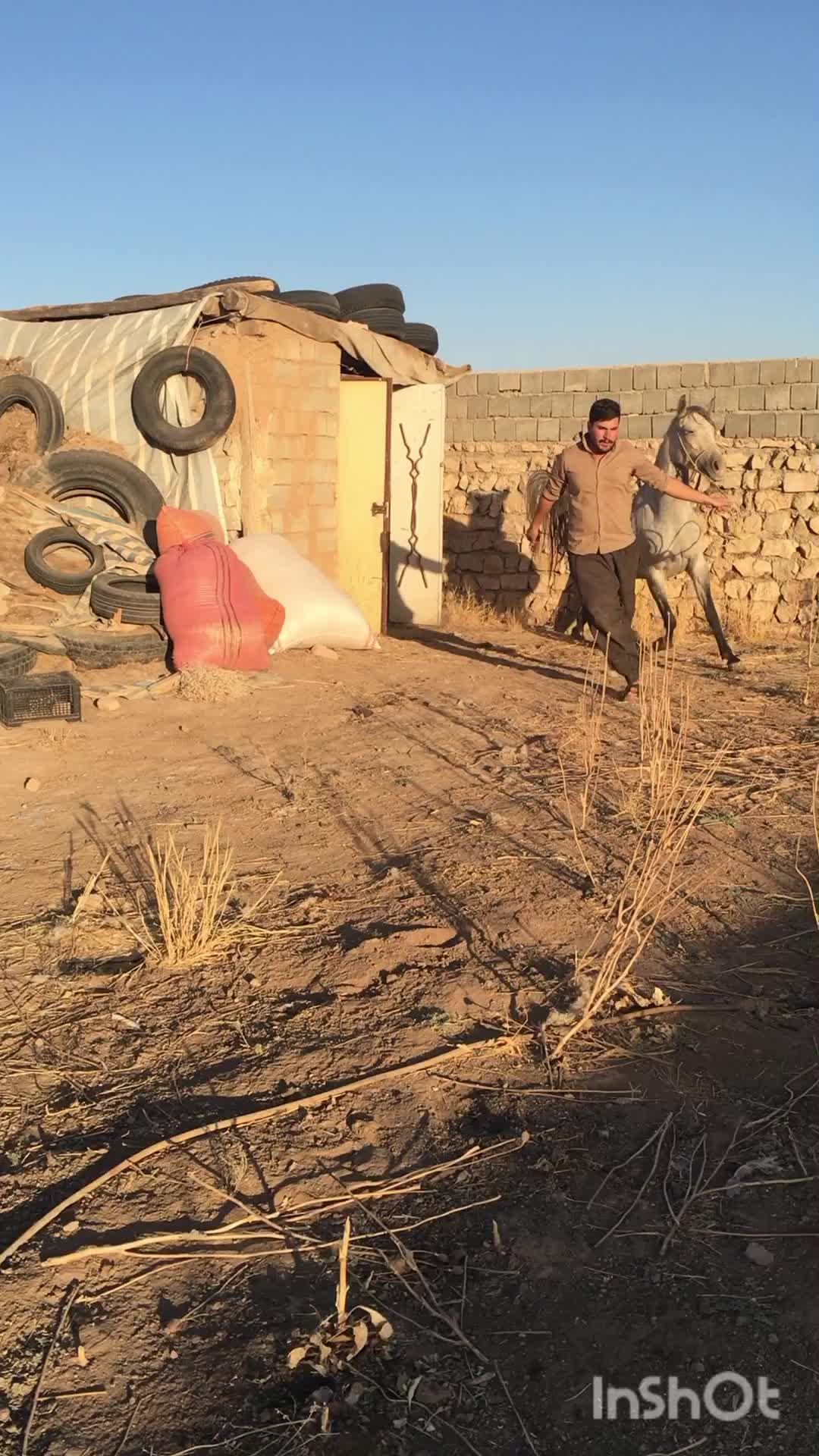 مادیان کرد|اسب و تجهیزات اسب‌سواری|کرمانشاه, |دیوار