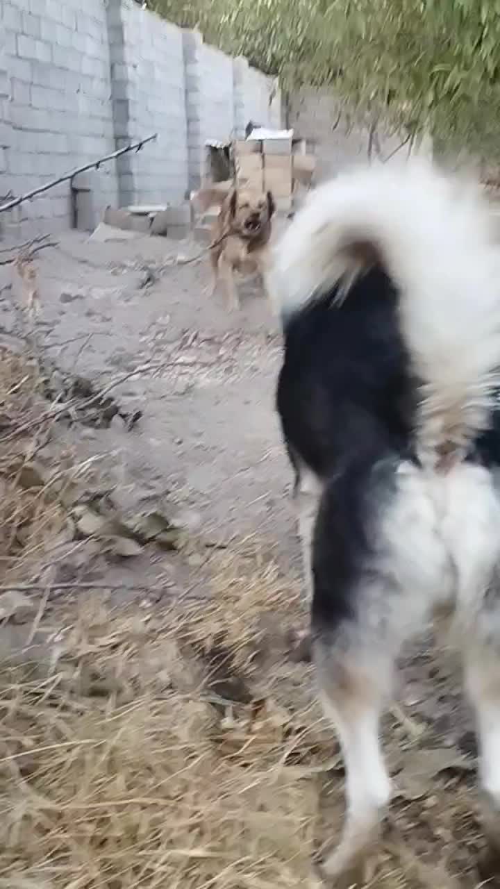 سگ سرابی|سگ|آذرشهر, |دیوار