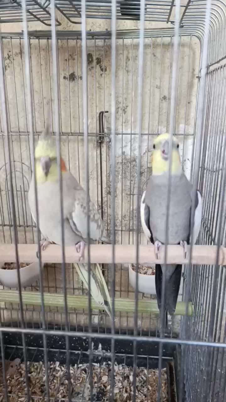 عروس هلندی|پرنده|صحنه, |دیوار