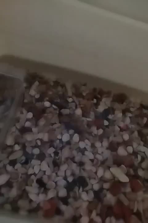 ماهی|ماهی|نوشین شهر, |دیوار