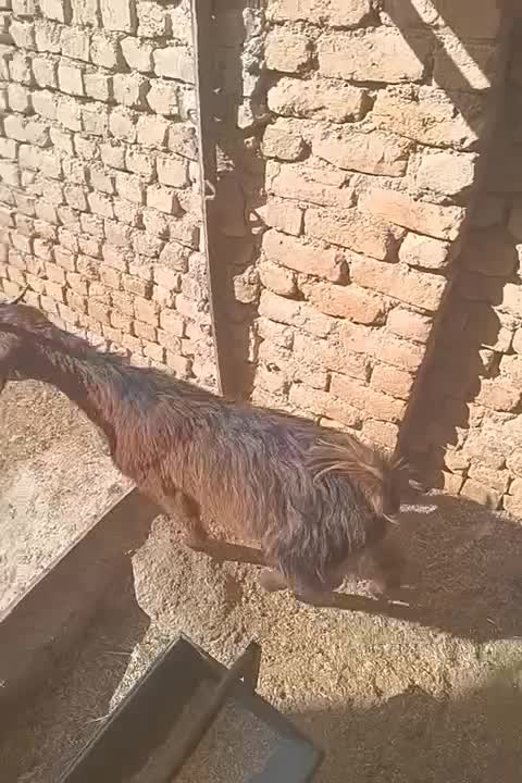 بزغاله پاکستانی اصل|حیوانات مزرعه|مشهد, باغ فراگرد|دیوار