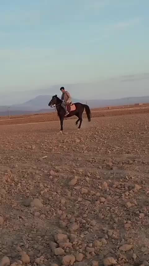 اسب کرد|اسب و تجهیزات اسبسواری|سبزوار, هفت تیر|دیوار