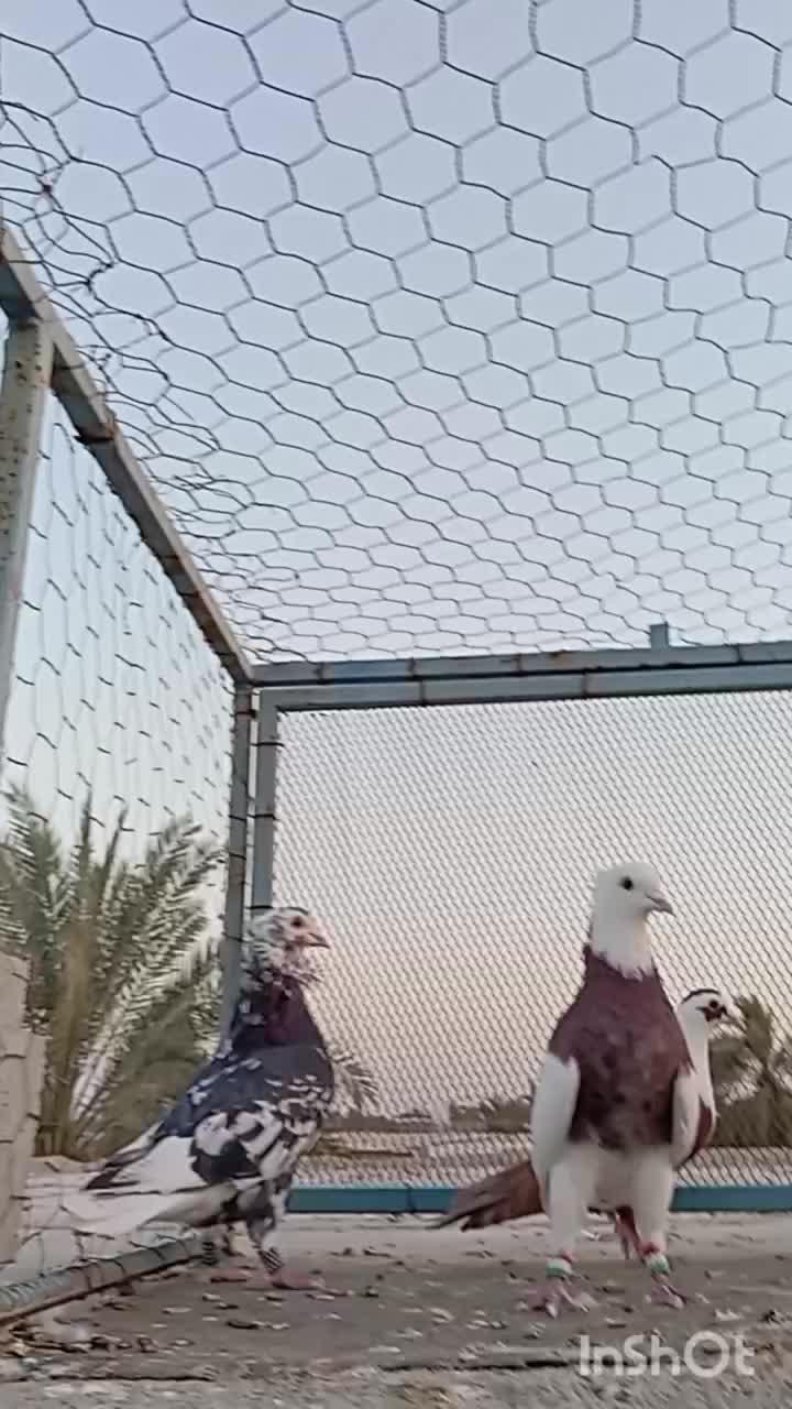 رنگی|پرنده|آبپخش, |دیوار