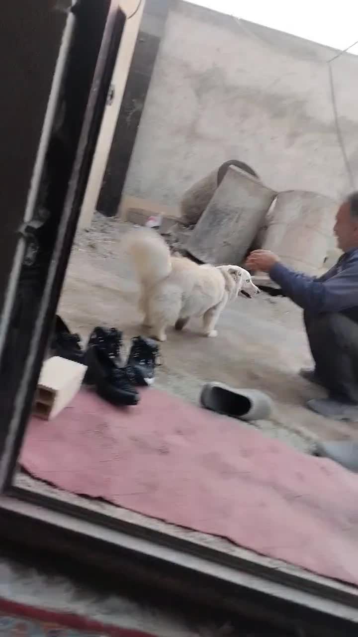 سگ خانگی|سگ|نسیم‌شهر, |دیوار