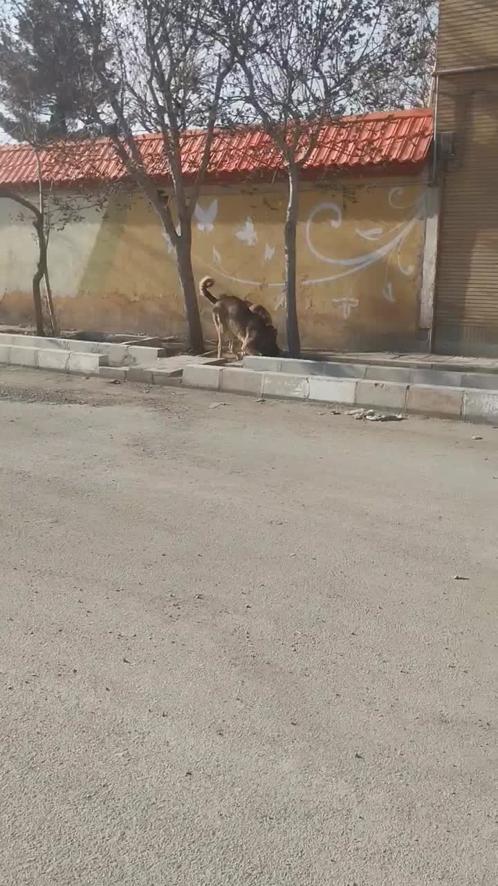 سگ سرابی|سگ|گلستان (تهران), |دیوار