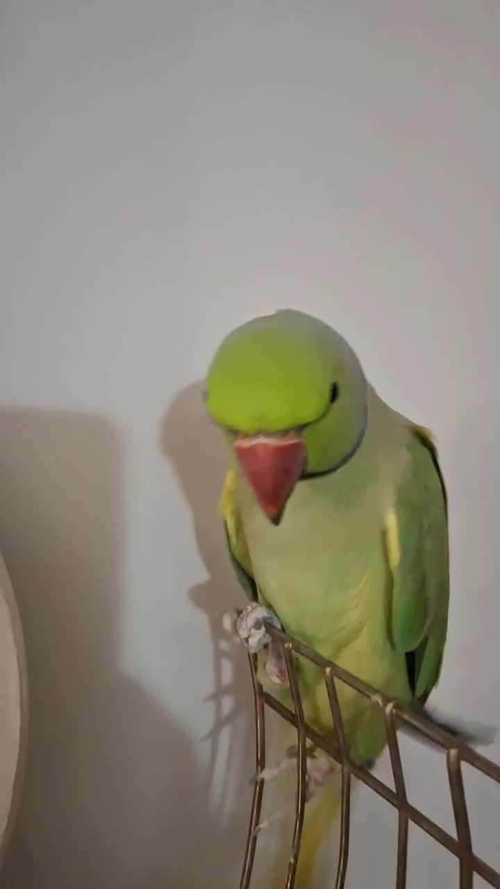 ملنگو نر|پرنده|چالوس, |دیوار