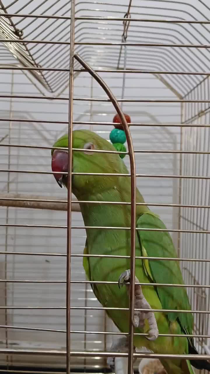 ملنگو|پرنده|سراب, |دیوار