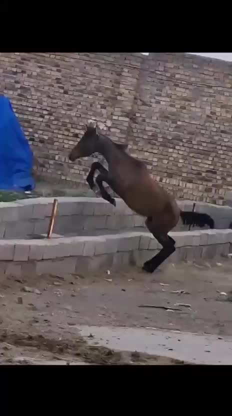 خرید و فروش اسب پالونی|اسب و تجهیزات اسبسواری|کرمانشاه, |دیوار