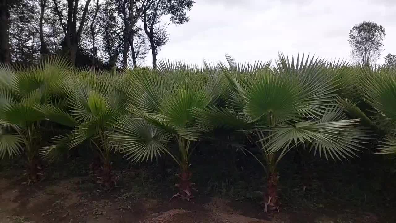 پالم|گل و گیاه طبیعی|رودسر, |دیوار