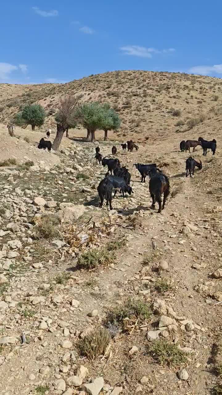فروش بز آبستن جوان|حیوانات مزرعه|مارگون, |دیوار
