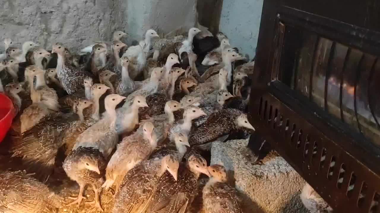 بوقلمون برنز و بوربون|حیوانات مزرعه|تهران, آهنگ|دیوار