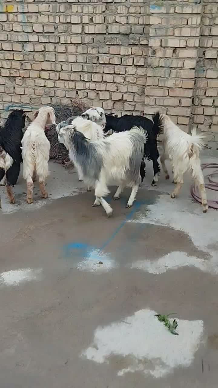 برو بزغاله|حیوانات مزرعه|پیشوا, |دیوار