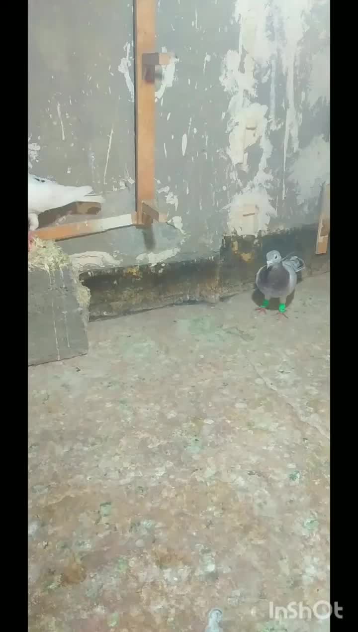 کفتر نر پرشی رنگه آلمانی|پرنده|مشهد, فلسطین|دیوار