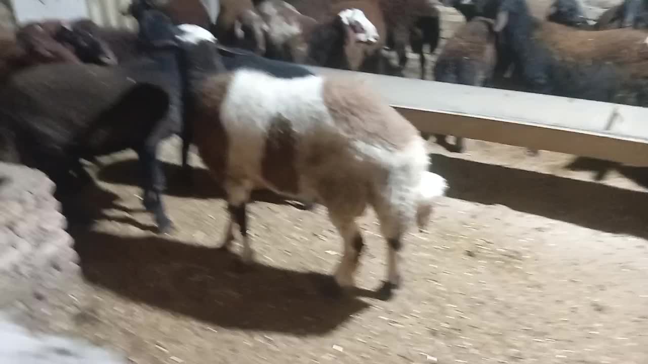 نر بروجردی|حیوانات مزرعه|خان ببین, |دیوار