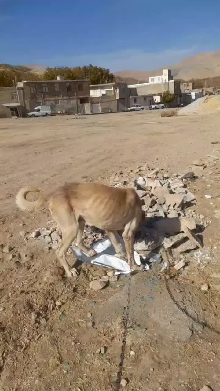 واگذاری سگ|سگ|سنقر, |دیوار