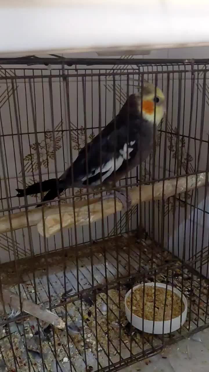 طوطی عروس|پرنده|ملارد, |دیوار