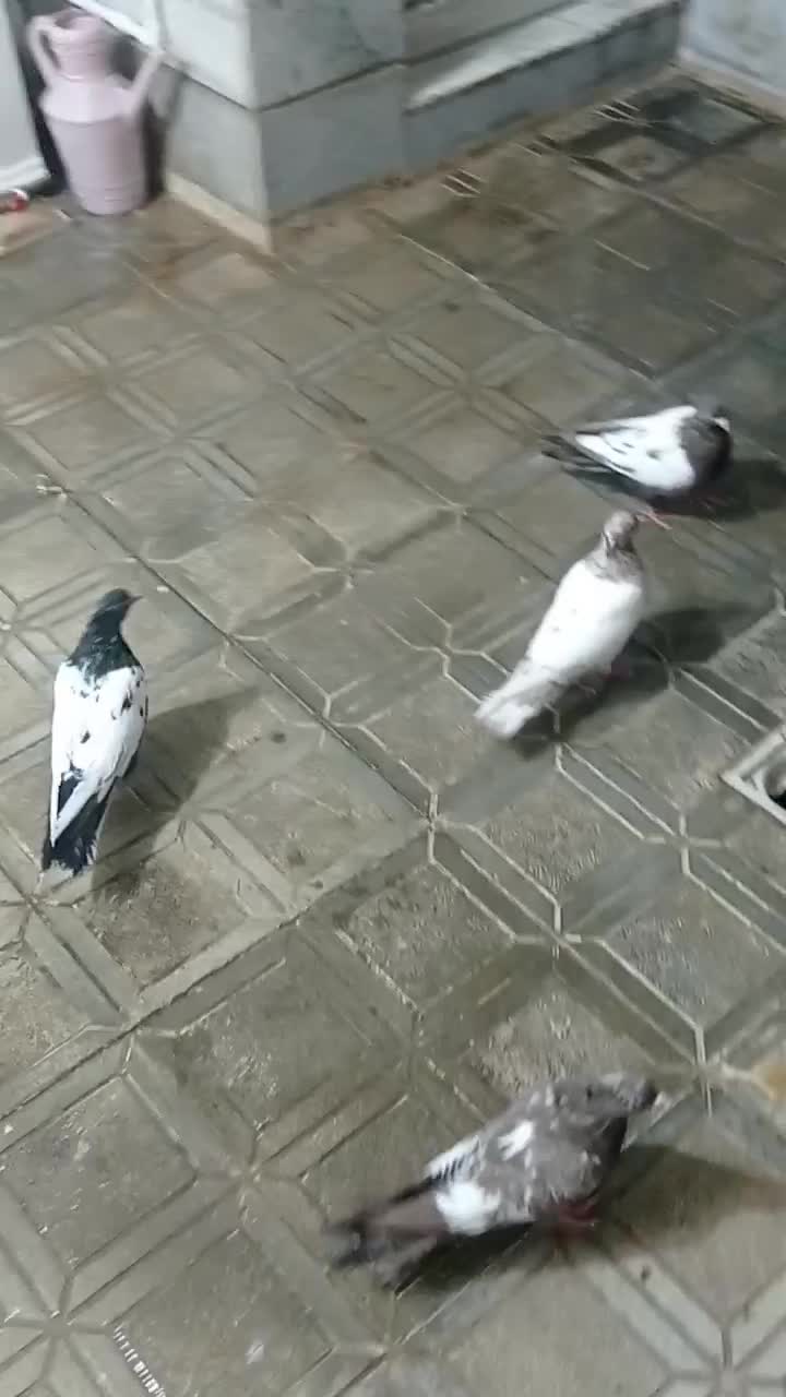 کبوتر|پرنده|مشهد, مقدم|دیوار