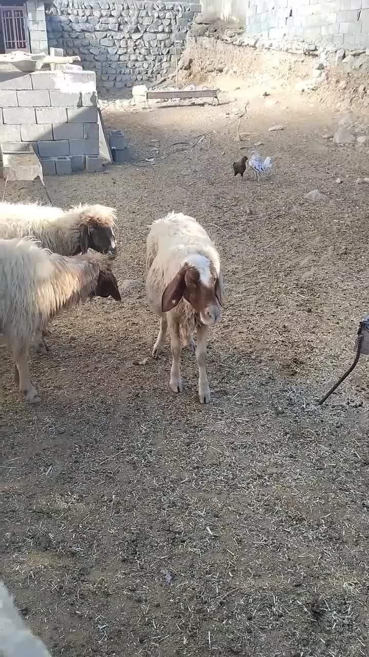 حیوانات مزرعه|حیوانات مزرعه|ایلام, |دیوار