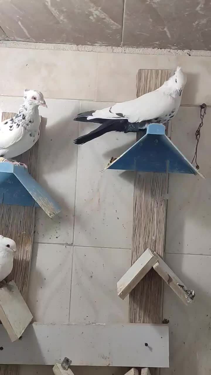 پرنده کبوتر رنگی دمبی|پرنده|اندیمشک, |دیوار