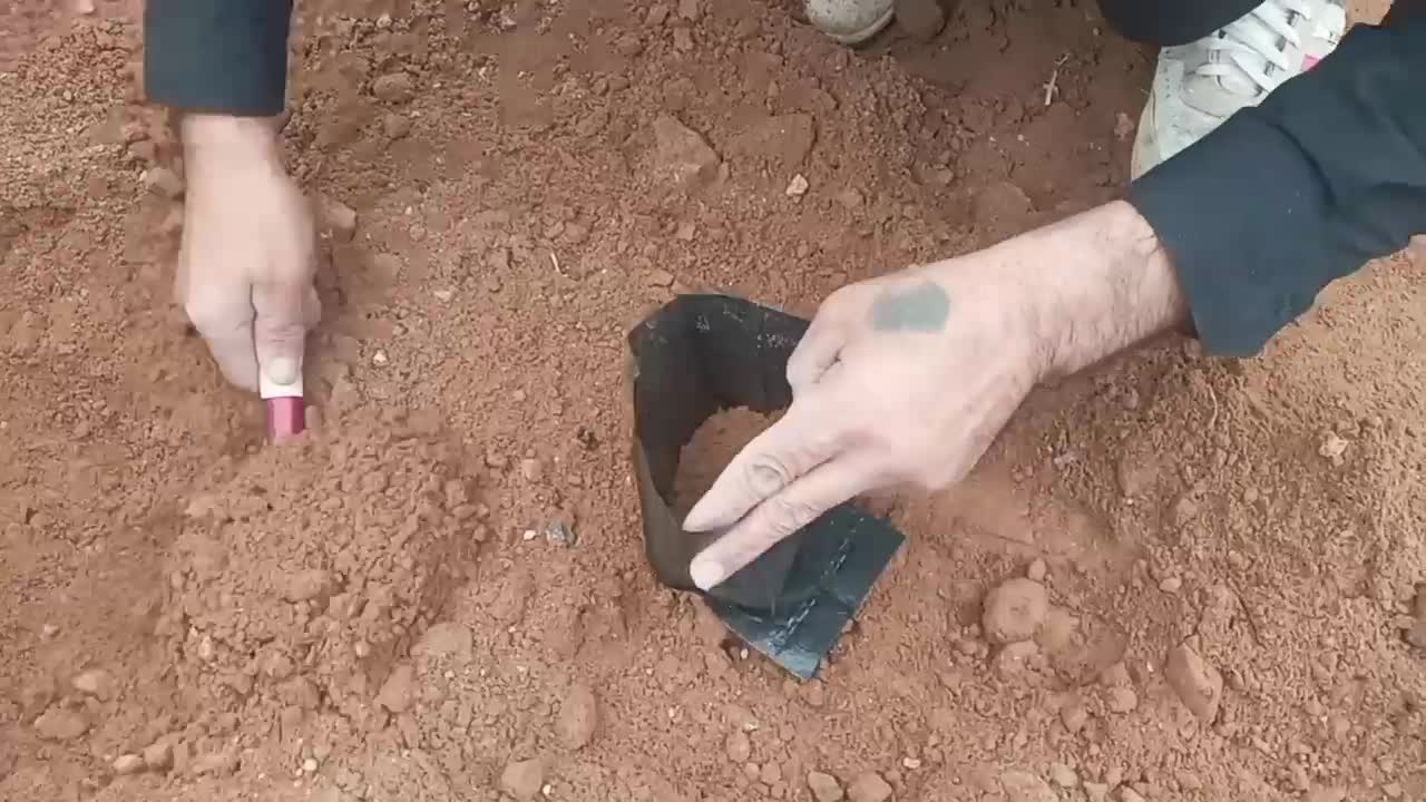 گلدانی زرشک|گل و گیاه طبیعی|زهان, |دیوار