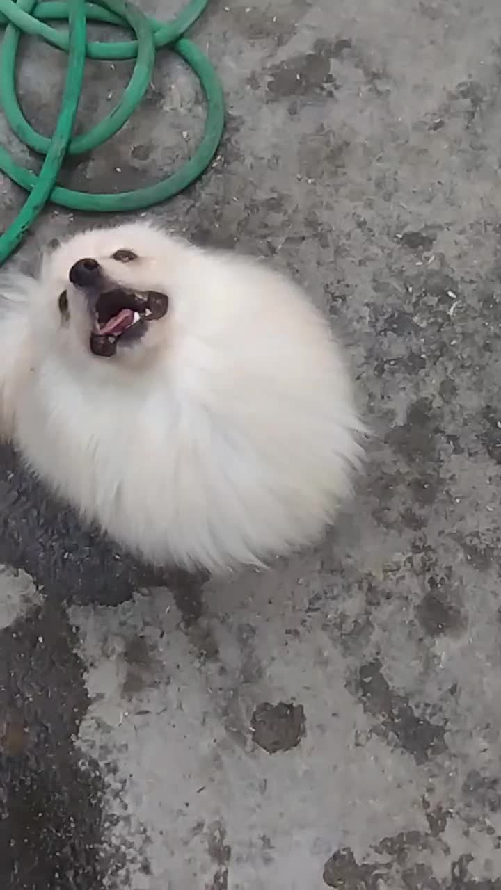 سگ پامر ماده|سگ|بندرعباس, |دیوار