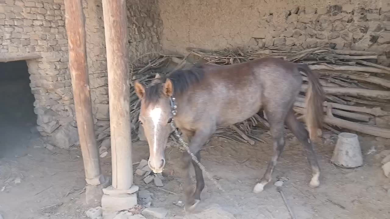 اسب|اسب و تجهیزات اسب‌سواری|مشهد, کارده|دیوار