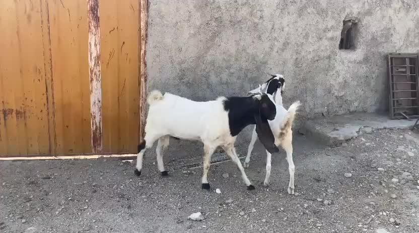 بز و پازن پاکستانی|حیوانات مزرعه|کازرون, |دیوار